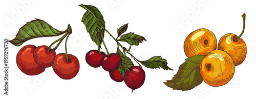 Vibrant Colorful Cherries Illustration. Ripe Red Sweet Cherry Fruit with Green Leaves. Creative Artistic Food Design for Summer Branding and Healthy Lifestyle