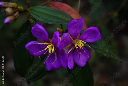 Osbeckia octandra (Heen Bovitiya)