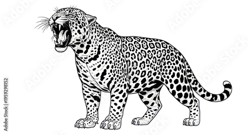Jaguar Roaring Illustration