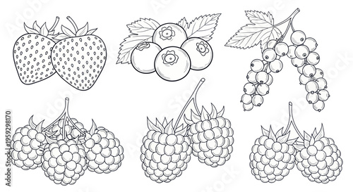 Line art illustration of various berries: strawberries, blueberries, currants, and raspberries.