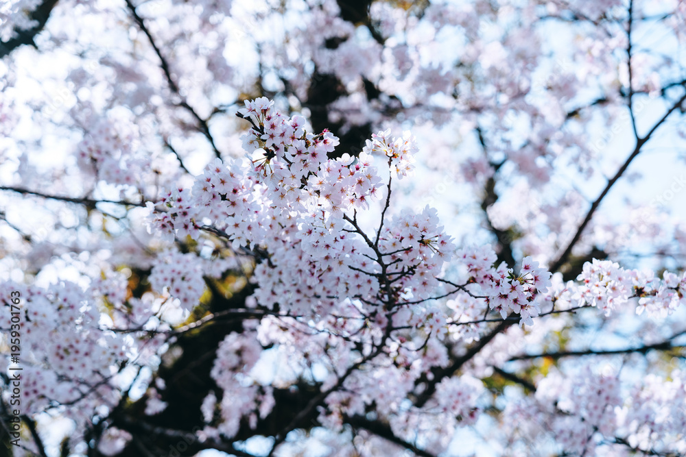 Fototapeta premium Close-up of Cherry Blossom Petals