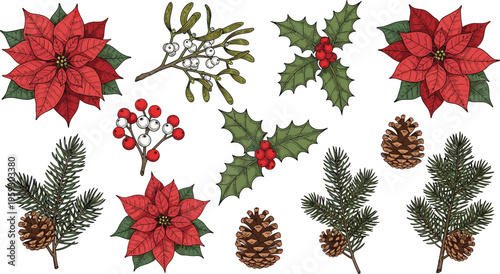 Vintage Hand Sketched Winter Botanical Element Vector Set Featuring Evergreen Pine Branches Holly Leaves Pinecones and Rowan Berries with Etched Texture for Holiday Graphic Designs