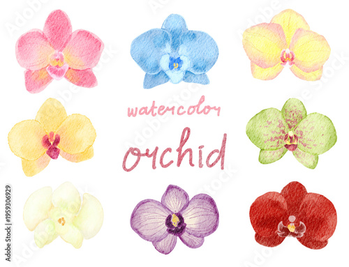 Water color Orchids 