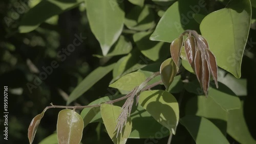 mangosteen leaves