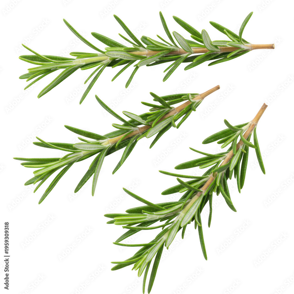 Fototapeta premium Sprigs of fresh rosemary isolated on transparent background