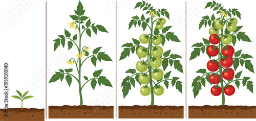 Vector Illustration of Tomato Plant Growth Stages From Seedling and Flowering to Green Unripe Fruits and Final Harvest of Mature Red Organic Vegetables
