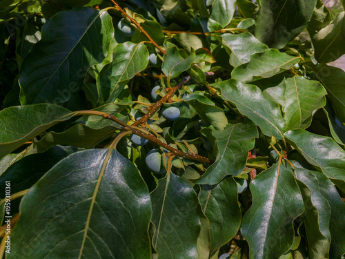 One of the oldest cultivated plants of the genus Diospyros. The small fruits are dark blue with a bluish coating, in color, with a sweet taste, reminiscent of a mixture of dates and plums.