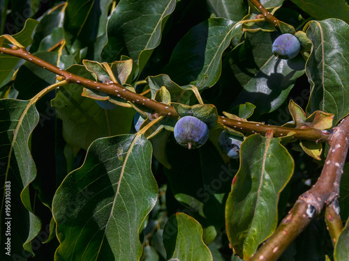 The fruits of Caucasian persimmon (Diospyros lotus), also known as date plum. The small fruits are dark blue with a bluish coating, in color, with a sweet taste.