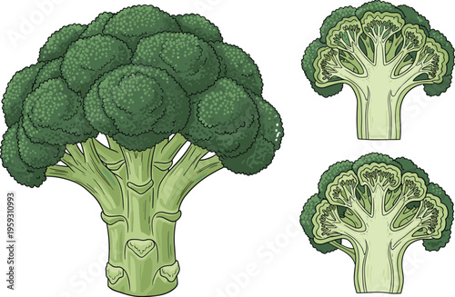 Fresh Green Broccoli Vector Illustration Set Featuring Whole Stalk and Cross Section Cuts for Healthy Food Design Isolated on White Background for Commercial Use