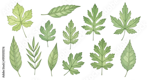 Set of 12 green watercolor leaves vector illustration collection, various shapes and sizes, natural botanical elements for spring and summer design projects