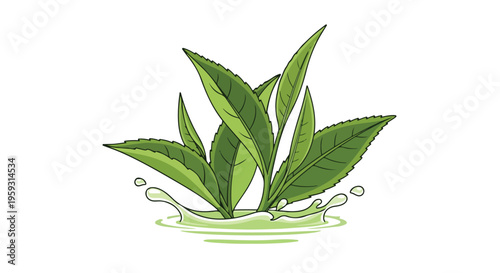 Fresh green tea leaves vector illustration with a light green liquid splash, ideal for natural beverage branding, healthy product packaging, and organic drink advertisements.