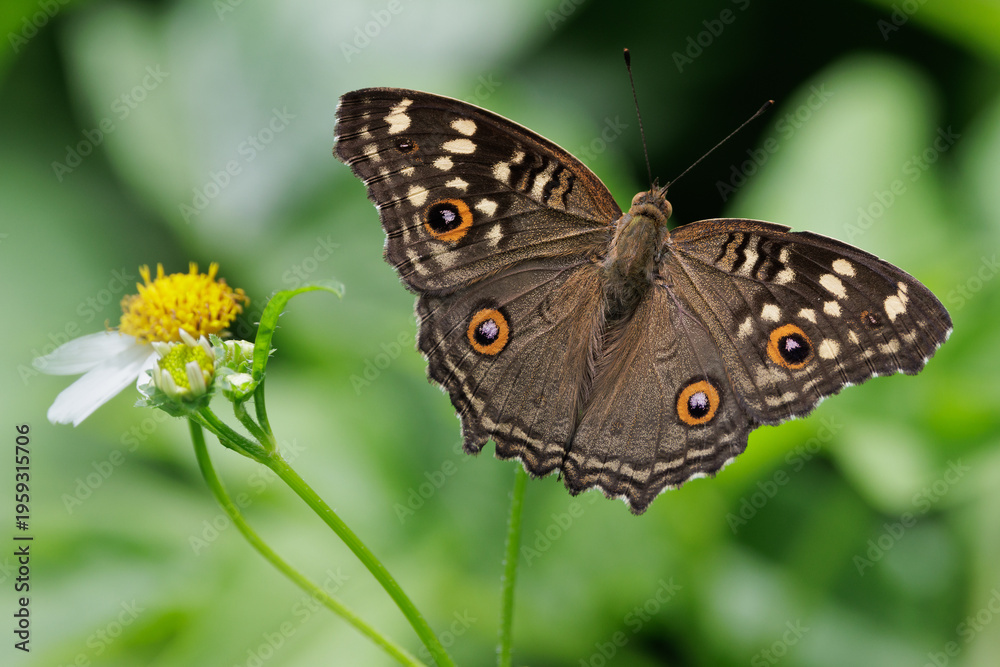 Obraz premium Lemon Pansy butterfly perched on small white flower
