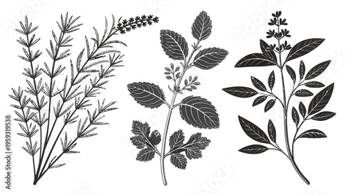 A set of three black and white vector illustrations of various plant species with leaves and stems