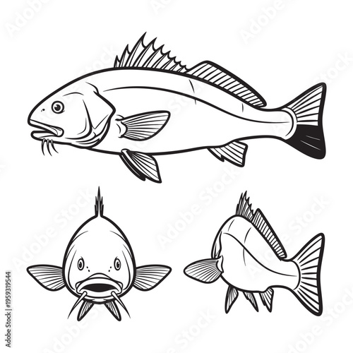 Black Drum Chin Barbels Three View Bold Line Art Vector Design