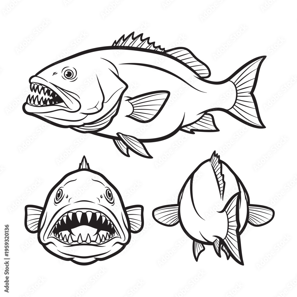 Fototapeta premium Cubera Snapper Canine Teeth Three View Bold Line Art Vector Set