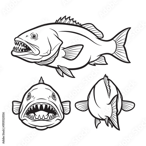 Cubera Snapper Canine Teeth Three View Bold Line Art Vector Set