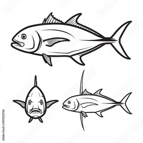 Almaco Jack Sickle Fin Three View Bold Line Art Vector Set