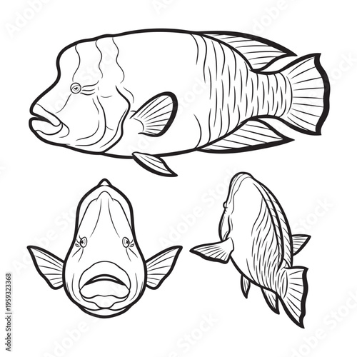 Humphead Wrasse Napoleon Hump Three View Bold Line Art Vector Set
