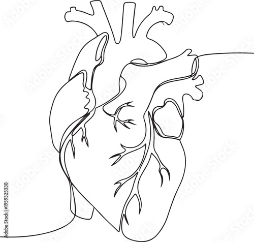 A detailed line drawing of a human heart on a white background