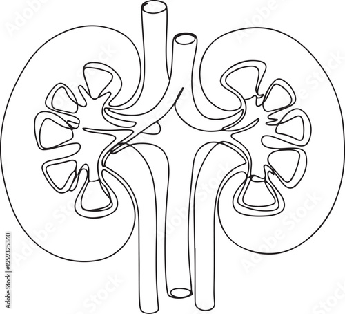 A detailed illustration of the human kidney anatomy with its intricate structures and blood vessels.