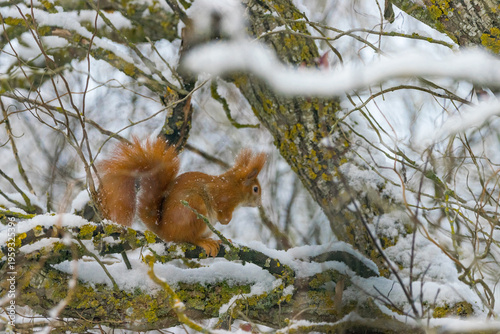 Europäisches Eichhörnchen (Sciurus vulgaris) im Winter auf einer Weide, natürliche Szene in der Natur.