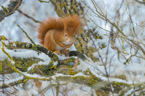 Rotes europäisches Eichhörnchen im Winter auf einer Weide, flauschiges Fell in der kalten Jahreszeit.