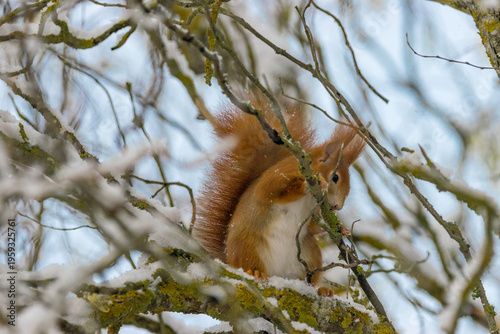 Europäisches Eichhörnchen (Sciurus vulgaris) auf einem Ast im Winter, umgeben von Schnee.