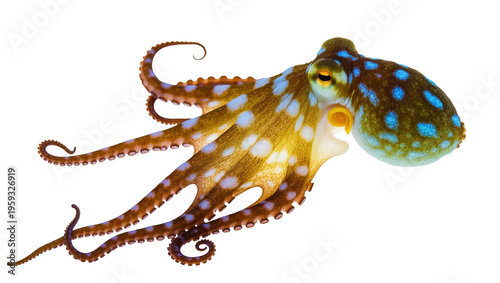 Cuadro en lienzo Beautiful blue-ringed octopus with striking patterns, a dangerous yet fascinatin