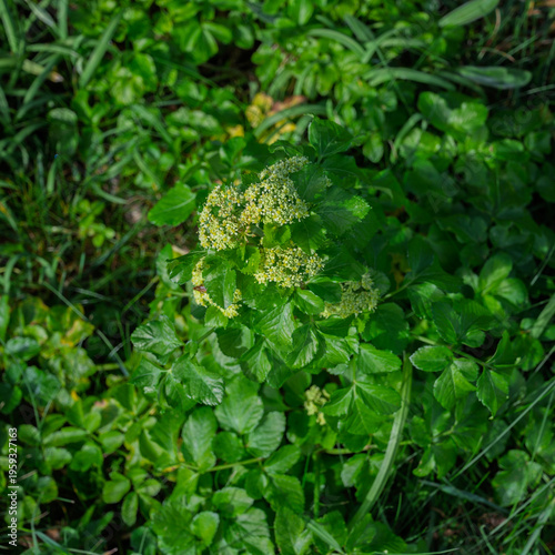 Fotografie Alexanders plant gowing in  a hedgerow