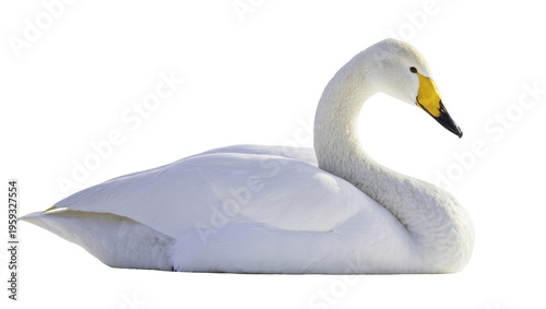 Tableau sur toile Majestic Whooper Swan with elegant long neck and striking yellow bill resting pe