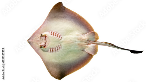Fotografie Close up underside view of a fascinating stingray swimming showing its mouth and
