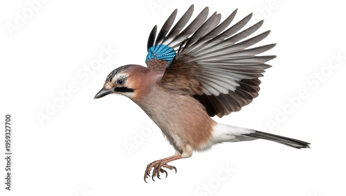 Tableau sur toile Dynamic Eurasian Jay bird in mid-flight with its distinctive patterned wings spr