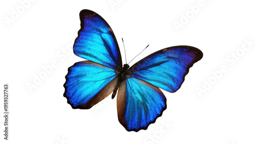 Photography Close up of a vibrant blue butterfly with iridescent wings, a beautiful tropical