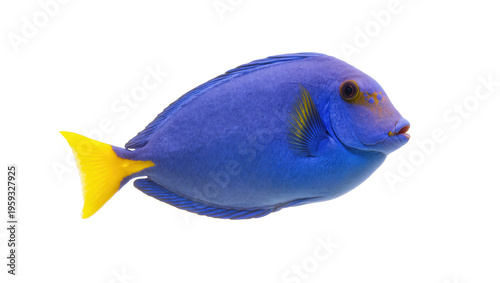 Fotografie Beautiful vibrant blue tang tropical fish with striking yellow tail and fins und