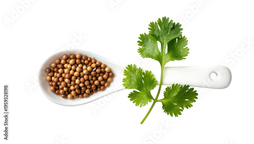 Billede på lærred Fresh cilantro leaves and dried coriander seeds in a spoon, common ingredients f