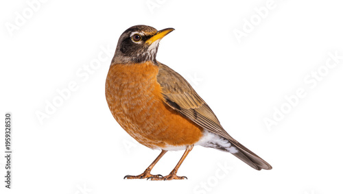 Fotografie Vibrant American Robin songbird standing in side profile, looking alert and curi