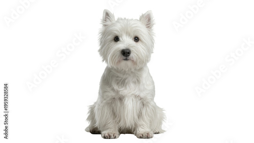 Photos Cute fluffy white West Highland White Terrier dog sitting patiently and looking