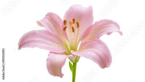 Foto Pink lily flower in full bloom, elegant and beautiful, a symbol of purity and gr