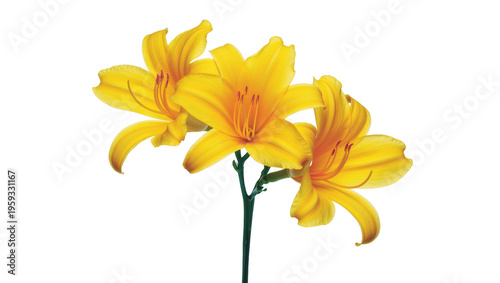 Εκτύπωση καμβά Vibrant yellow lilies bouquet with delicate petals and prominent stamens in a gr