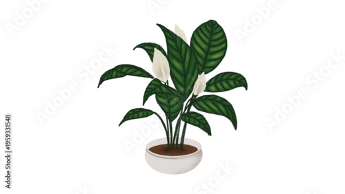 Peace Lily Indoor Houseplant in White Pot