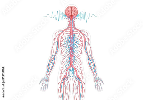 The human body displays its circulatory system with visible arteries and veins.