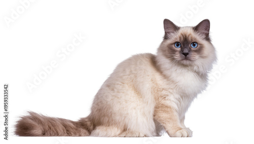 Konstfotografi A beautiful fluffy Birman cat with stunning blue eyes sitting gracefully, looking at camera