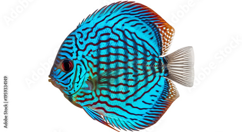 Vibrant Blue Turquoise Discus Fish with Red Stripes Isolated on White Background