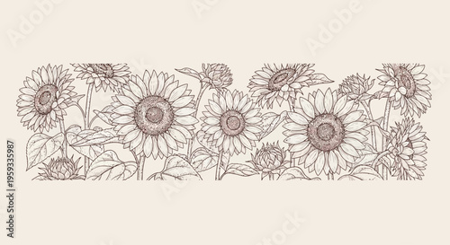 Elegant Hand-Drawn Sunflowers Border Illustration with Vintage Botanical Line Art on a Warm Neutral Background