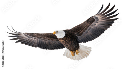 Cuadro en lienzo Powerful American bald eagle soaring with wings spread, a symbol of freedom and strength