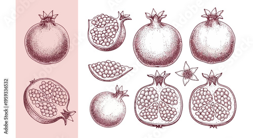 Hand Drawn Pomegranate Set Botanical Vintage Engraving Style Illustrations of Whole and Sliced Fruits with Seeds