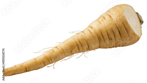Fotografie Single fresh raw parsnip root vegetable, perfect for healthy cooking and culinar