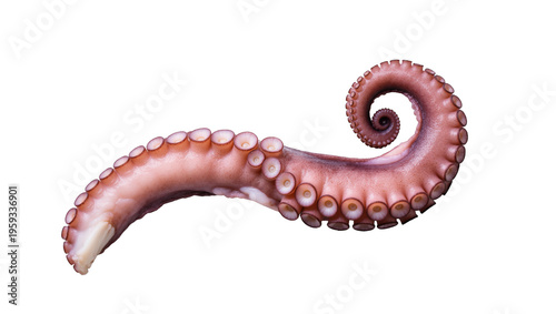 Freshly prepared octopus tentacle, perfectly cooked, gourmet seafood appetizer