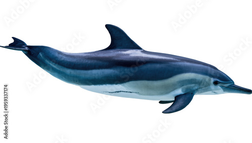 Fotografija Graceful common dolphin swimming and gliding underwater with elegant streamlined