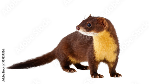 Tableau sur toile Alert and agile weasel displaying its beautiful brown and vibrant yellow fur in